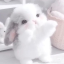 avatar 𐔌՞. .՞𐦯