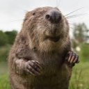 avatar BÓBR KURWA