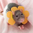 zozosparkles