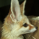 avatar mocha labubu $52.99