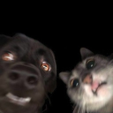 avatar ! 𝗗𝗮𝗻𝗶𝗲𝗹