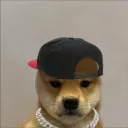 dogeisback