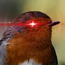 king_robin