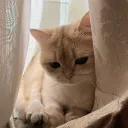 kobeeeef