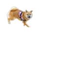 kinakobooster