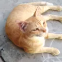 sairamthedev