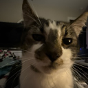 avatar ᵖˡᵃˢᵐᵃ