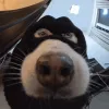 Administrator