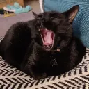 stinkasaurus