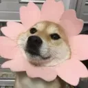 duggimmedome