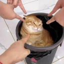 Discord Avatar