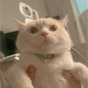 hammpx