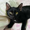 avatar Meowchiato☕