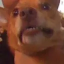 waltvg