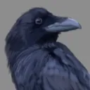 rayaven