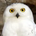Hedwig