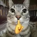 nottony2856