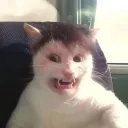 eggpoo