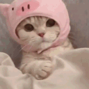 teddy_2115_