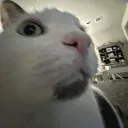 pooman6969