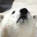 shirokuma2151