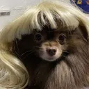 stuffthepuppy