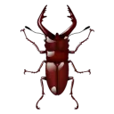 hedraun