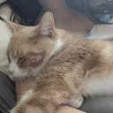 kipzi