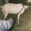 zartrex