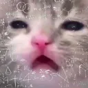 kittyracer
