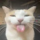 mr.blinker
