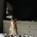 shibita24