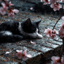 avatar Lecluse Cabernet