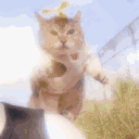 .faemoose