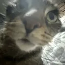 miogamer