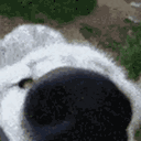 ninjamf06