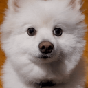 Avatar of Max