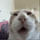 capnjunke