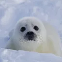 cuteseal2