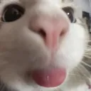 dacookiebean