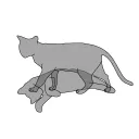 dieeneschrodinger