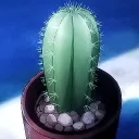 cactus0007