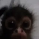 haggiii