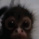 haggiii