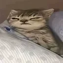wagonishe