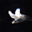 avatar ѕαуα