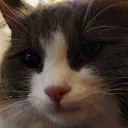 goldenoce