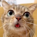 avatar sillyKot