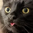 _zala_