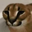fondl